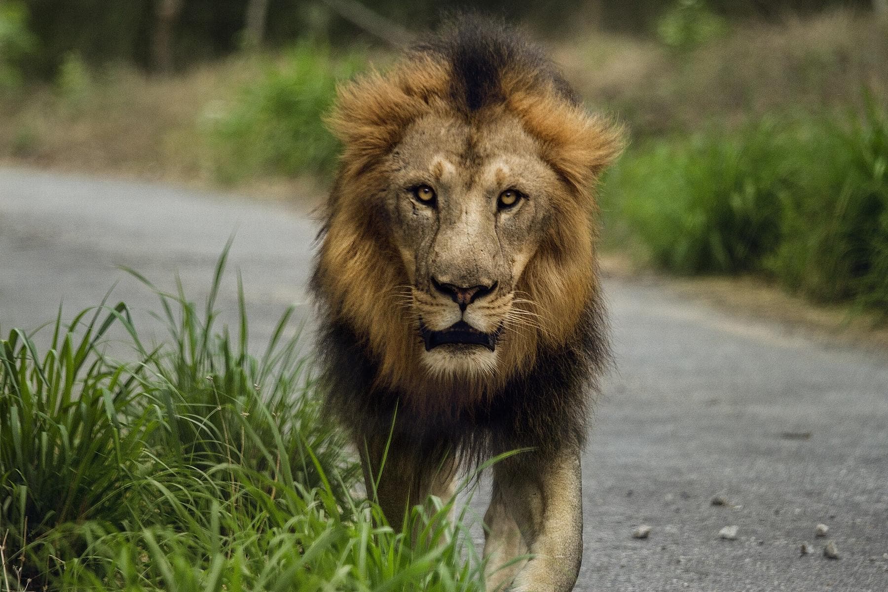 Bannerghatta Biological Park